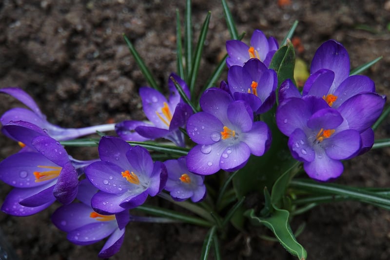 Magic Garden Blooms