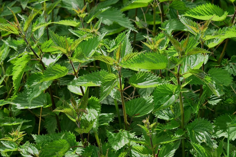 Magical Herbs Haven
