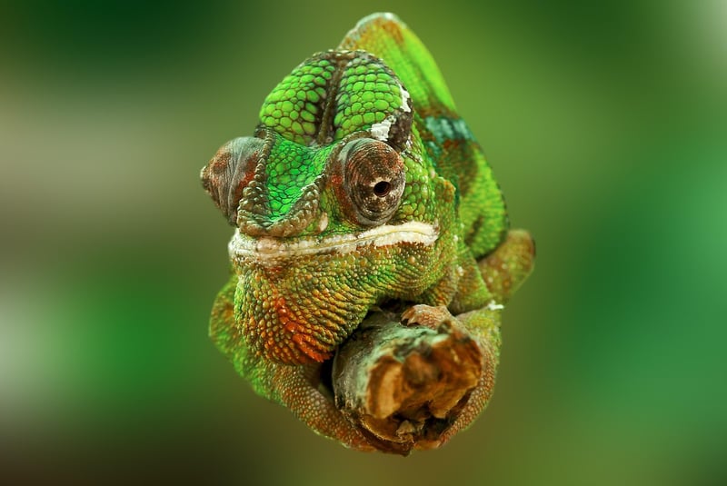 Magical Terrarium Realms