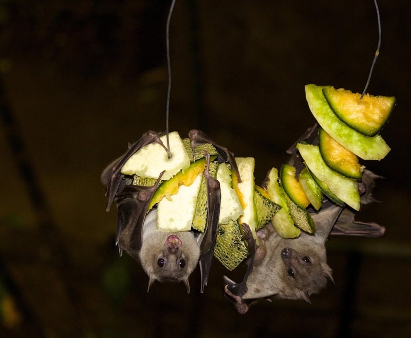 Black Bat Flower
