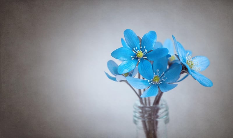 Firebloom