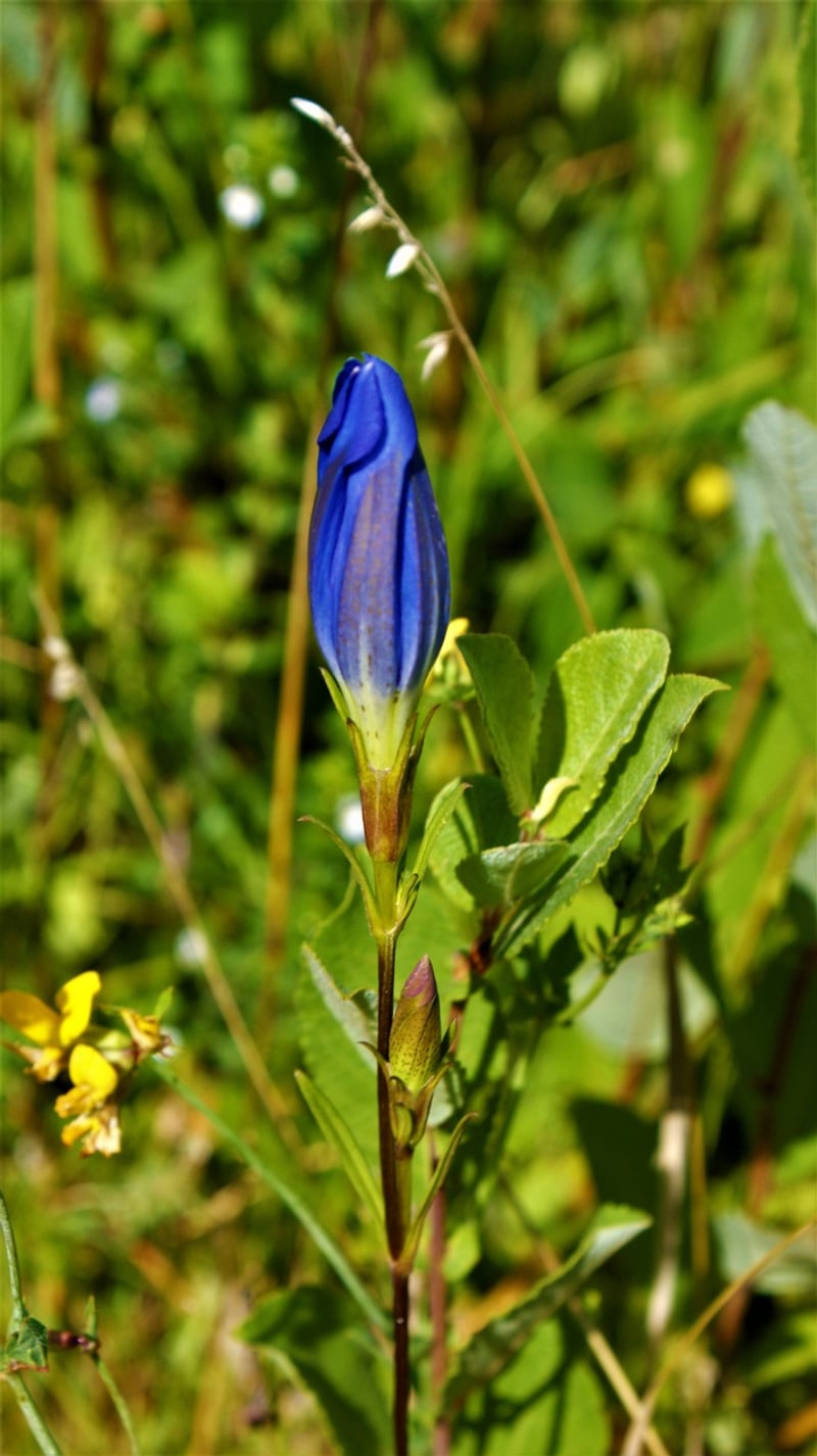 Dragon's Tongue