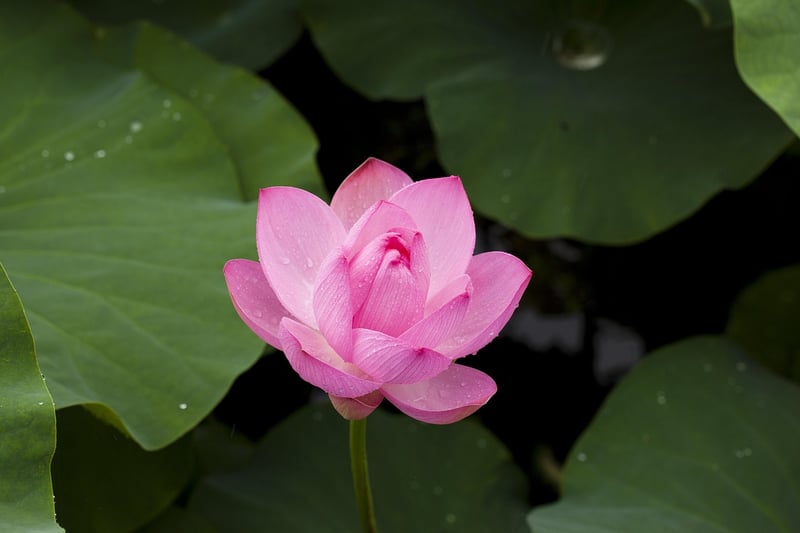 Enchanted Lotus