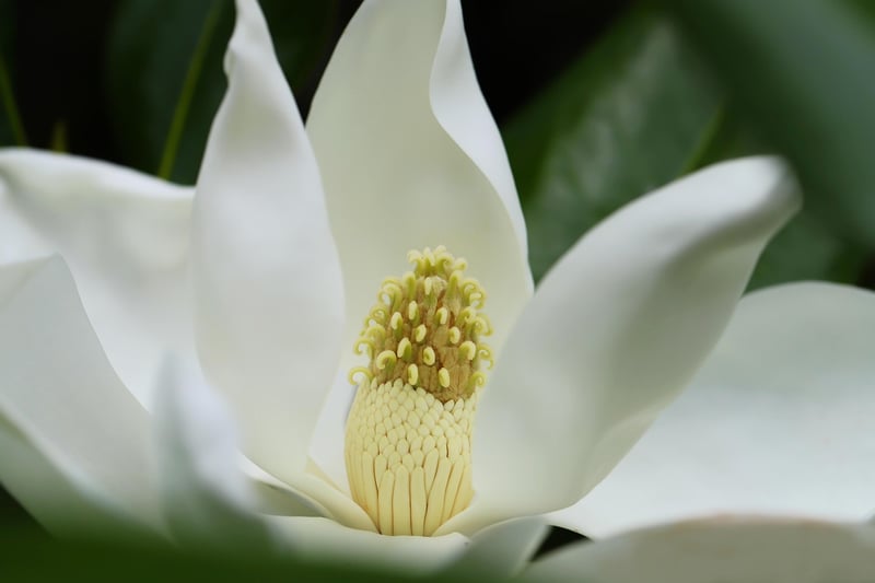 Starfish Flower